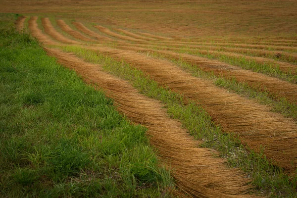 Сільський Пейзаж Пшеничним Полем — стокове фото