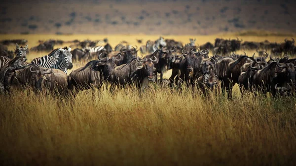 Een Kudde Gnoes Savanne Van Kenya — Stockfoto