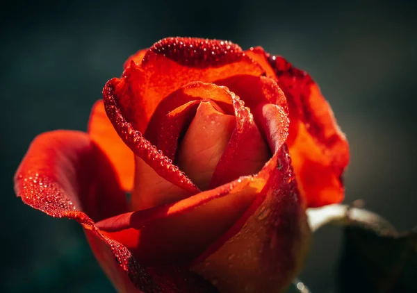 Piękna Czerwona Róża Kroplami Rosy Ciemnym Tle — Zdjęcie stockowe