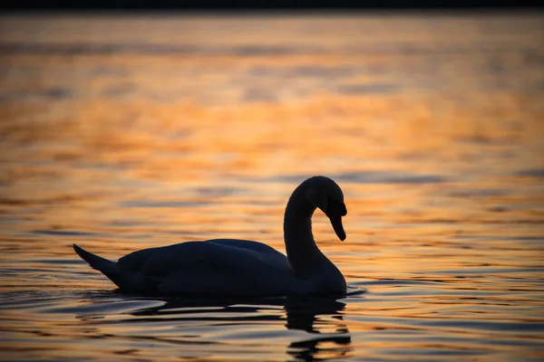 Belo Cisne Lago — Fotografia de Stock