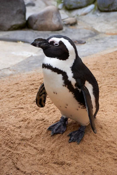 Une Paire Pingouins Sur Plage — Photo