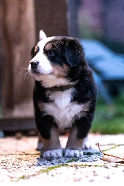 Portret Van Een Schattige Hond — Stockfoto