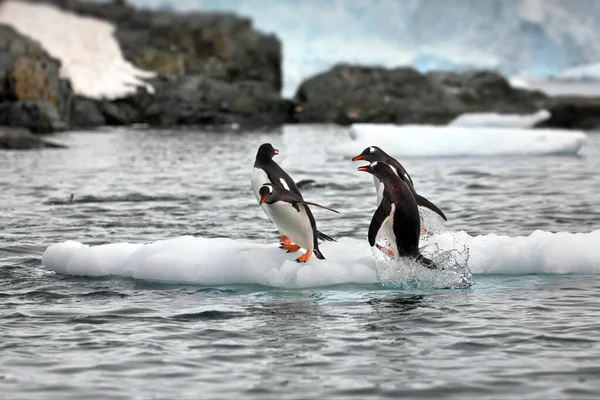 Gentoo Tučňáci Moři — Stock fotografie