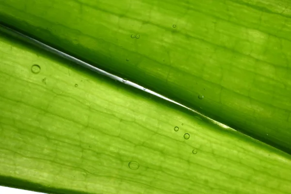 Textura Folha Verde Fundo Natural — Fotografia de Stock