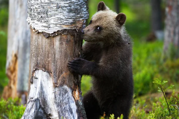 Бурый Медведь Взбирается Дерево Лесному Лугу — стоковое фото