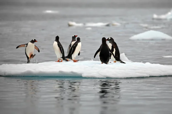 Gentoo Penguins Beach Royalty Free Stock Images