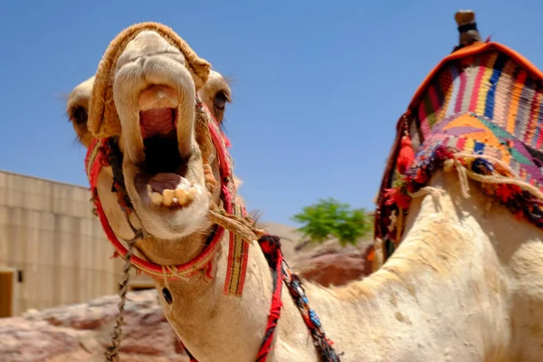 Camel Desert Royalty Free Stock Photos