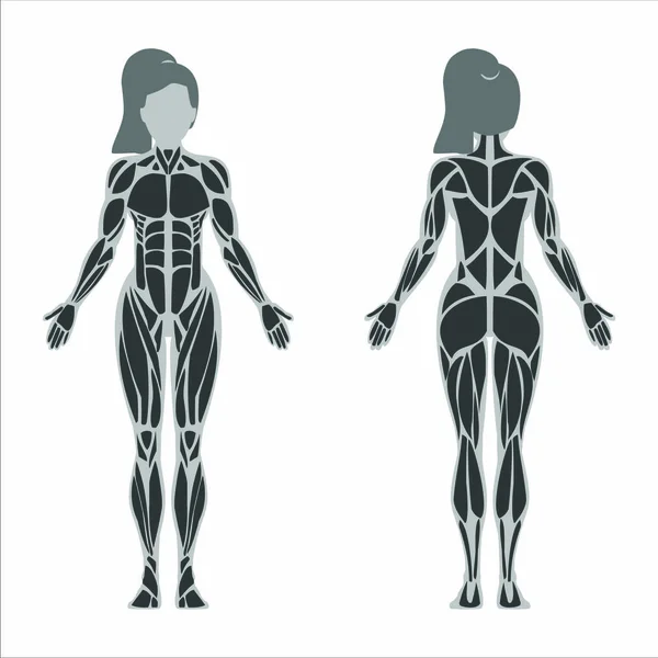 Anatomia Corpo Humano Ilustração — Vetor de Stock
