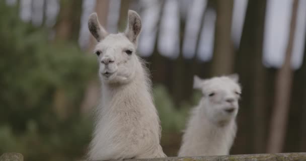 Close Footage Llamas Zoo — Stock Video