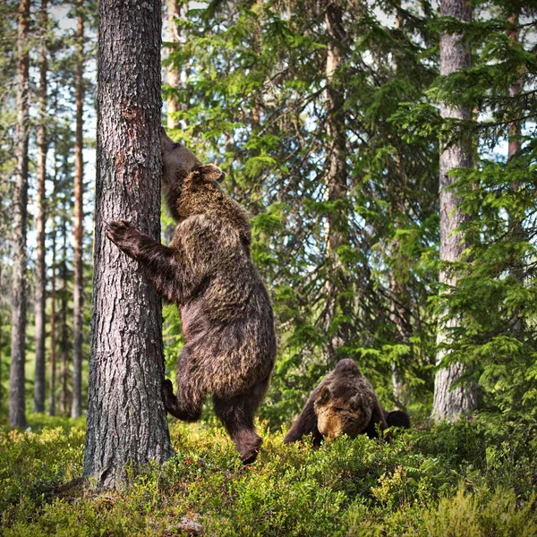 Osos Pardos Naturaleza Salvaje — Foto de Stock