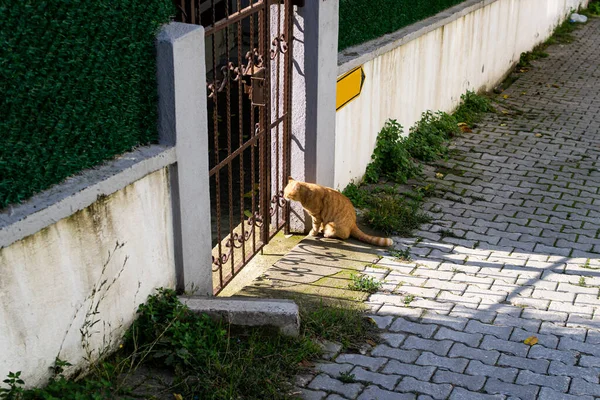 Kudüs Şehrinin Sokaklarında Yürüyüş Arayan Bir Kedinin Dikey Görüntüsü — Stok fotoğraf