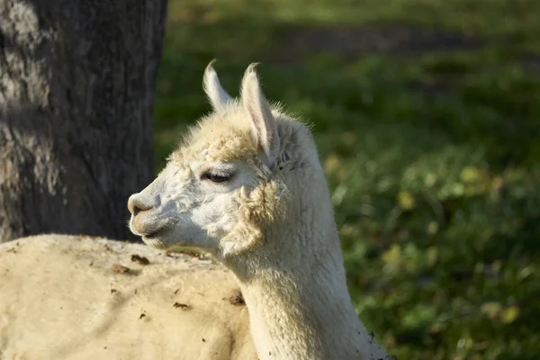 Linda Alpaca Blanca Con Una Cabeza Grande Granja — Foto de Stock