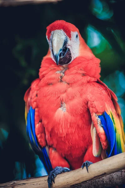 Close Parrot — Stock Photo, Image