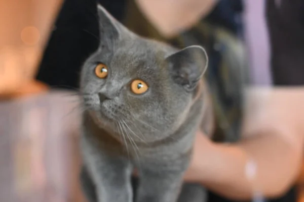 Carino Gatto Con Gli Occhi Azzurri — Foto Stock
