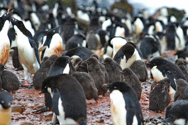 Grupo Pinguins Neve — Fotografia de Stock