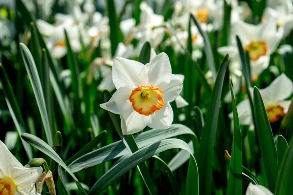 Vit Påsklilja Trädgård Lisse Nederländerna Europa Ljus Sommardag — Stockfoto