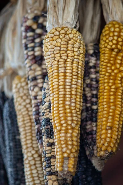 Nahaufnahme Von Frischem Mais Auf Dem Markt — Stockfoto