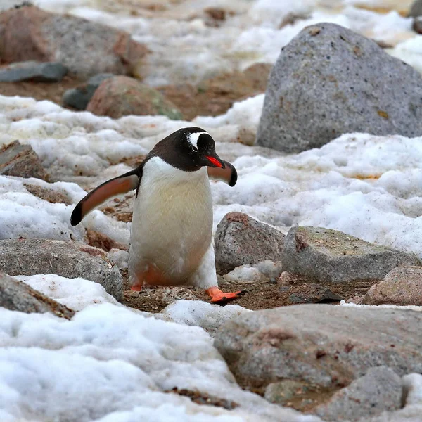 Gentoo Πιγκουίνος Στη Θάλασσα — Φωτογραφία Αρχείου