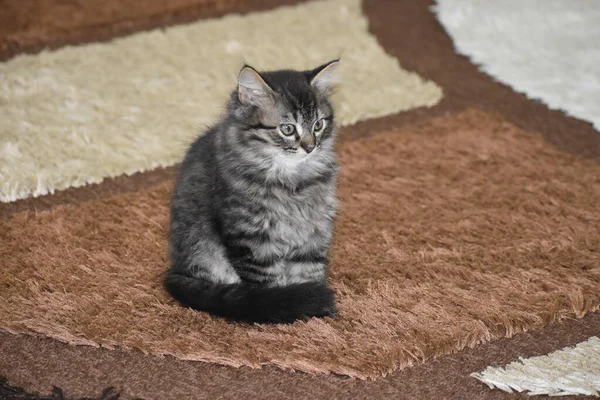 Gato Bonito Sofá — Fotografia de Stock