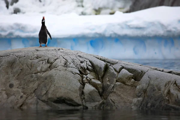 Gros Plan Bel Oiseau — Photo