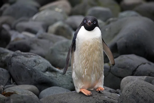 Пінгвін Дженто Пляжі — стокове фото