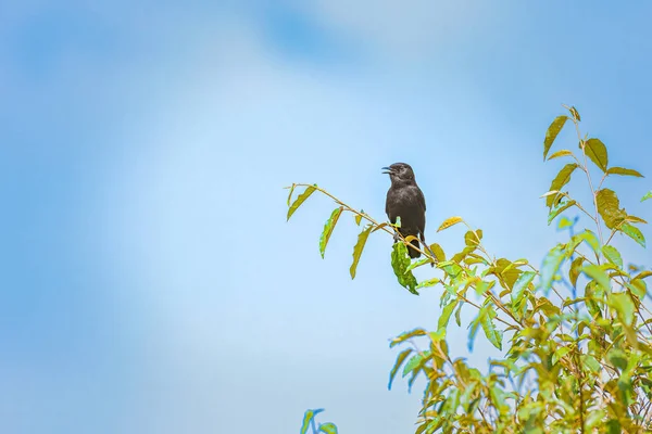 Vogel Auf Einem Ast Wald — Stockfoto