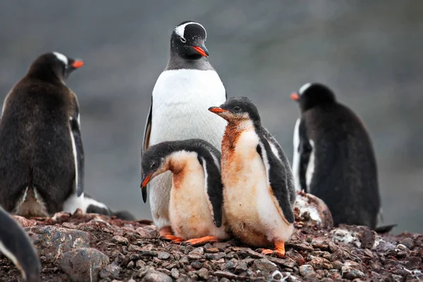 Gentoo Pinguin Schnee — Stockfoto