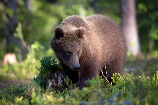 Urso Marrom Prado Floresta — Fotografia de Stock