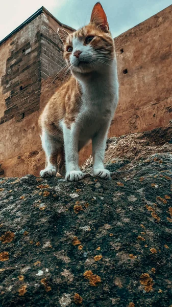 Katze Sitzt Auf Der Straße — Stockfoto