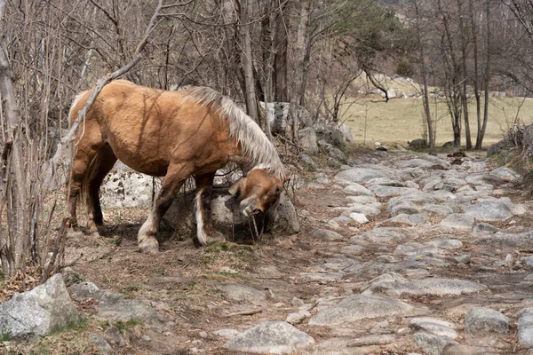 Стадо Лошадей Горах — стоковое фото