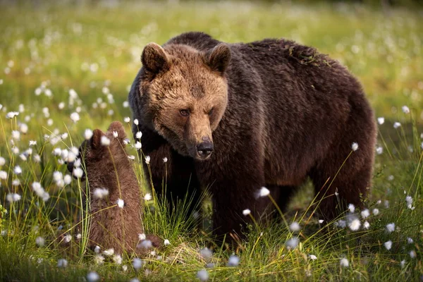 野生のヒグマは — ストック写真