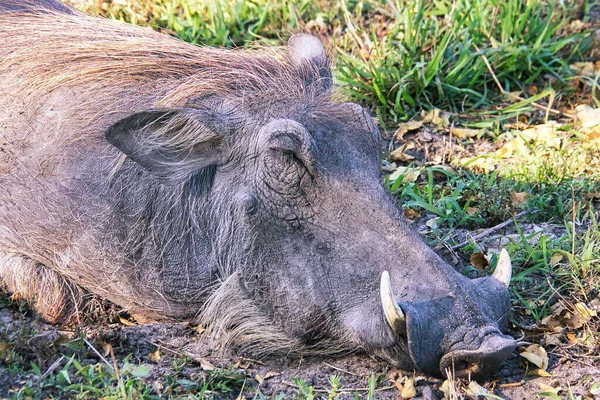 Egy Közeli Kép Egy Fekete Orrszarvúról Fűben — Stock Fotó