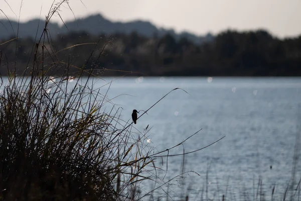 Ein Vogel See — Stockfoto