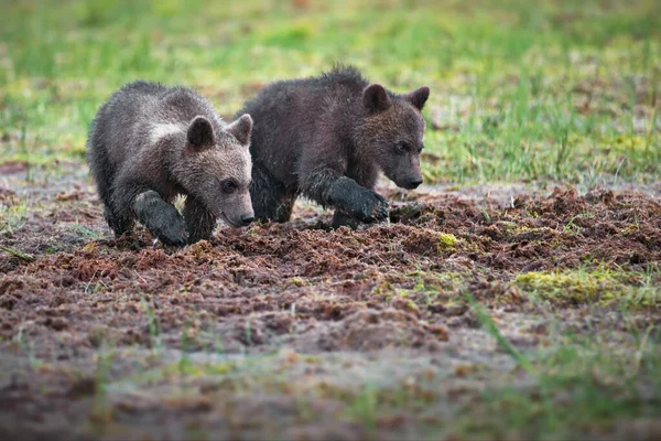 Коричневі Ведмеді Дикій Природі — стокове фото