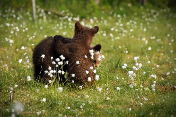 Brown Bears Wild Nature — Stock Photo, Image