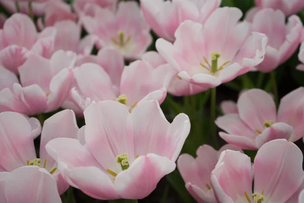 Fleurs Tulipes Roses Dans Jardin Lisse Pays Bas Europe Par — Photo