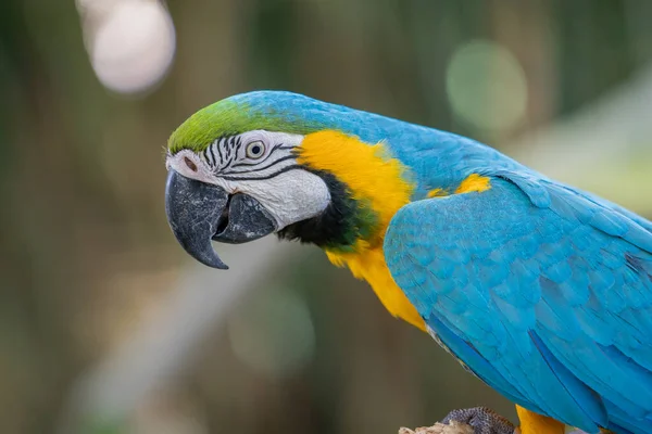 Perto Uma Bela Arara Colorida — Fotografia de Stock