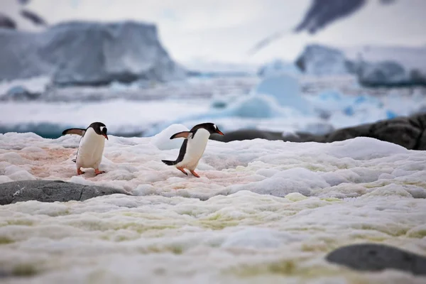 Sahildeki Gentoo Pengueni — Stok fotoğraf