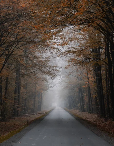 Drumul Forestier Toamnă Ceață — Fotografie, imagine de stoc