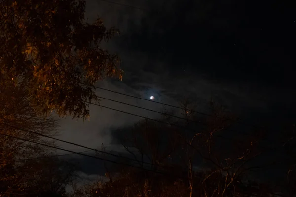 Красивое Ночное Небо Деревьями Туманом — стоковое фото