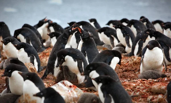 Pinguins Gentoo Mar — Fotografia de Stock