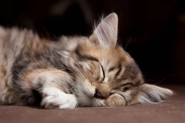 Niedliche Katze Auf Dem Boden — Stockfoto