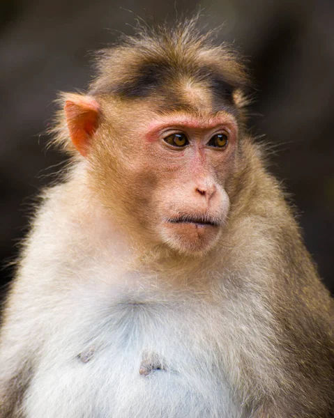 Nahaufnahme Eines Niedlichen Affen — Stockfoto