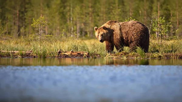 Barna Medvék Vad Természetben — Stock Fotó
