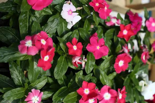 Schöne Blumen Garten — Stockfoto