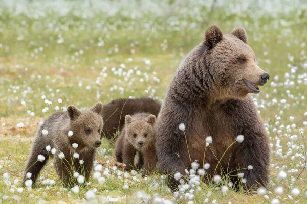 A mother bear and her three cubs in the middle of the cotton grass in a Finnish bog