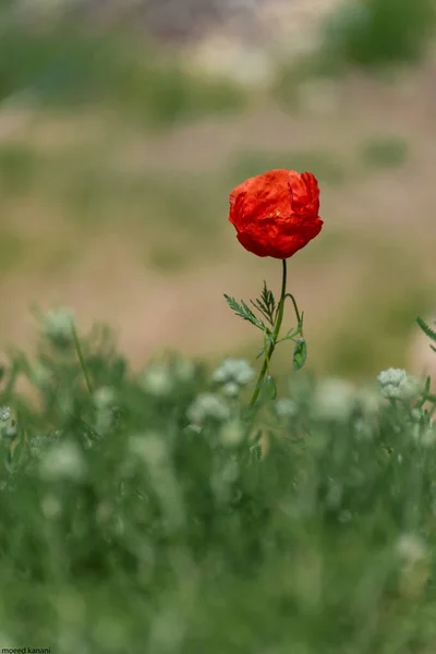 Bahçedeki Güzel Kırmızı Gelincik Çiçeği — Stok fotoğraf