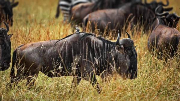 Eine Herde Gnus Der Savanne Von Kenia — Stockfoto