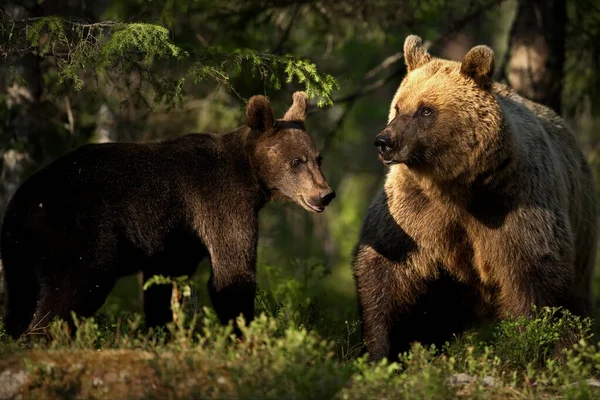 Bruine Beren Wilde Natuur — Stockfoto