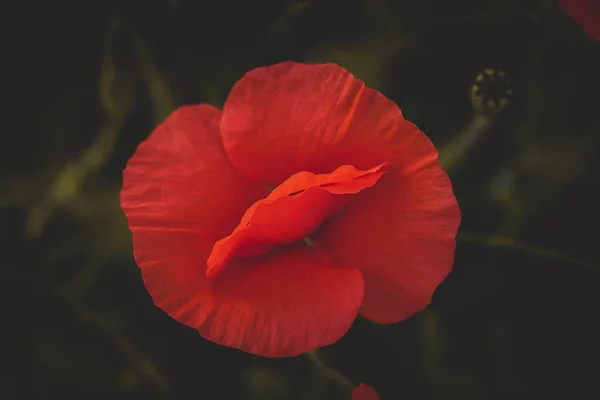 Gyönyörű Piros Mákvirág Kertben — Stock Fotó